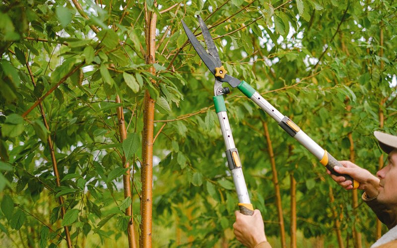 Tree trimming in Sistersville, WV